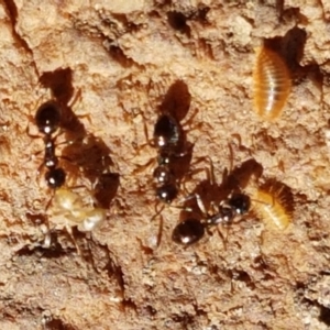 Stigmacros sp. (genus) at Downer, ACT - 27 Apr 2021