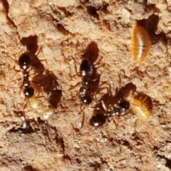 Stigmacros sp. (genus) (An Ant) at Downer, ACT - 27 Apr 2021 by tpreston