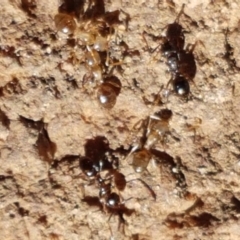 Stigmacros sp. (genus) at Downer, ACT - 27 Apr 2021