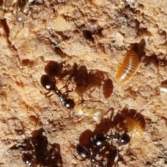 Stigmacros sp. (genus) at Downer, ACT - 27 Apr 2021