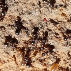 Stigmacros sp. (genus) at Downer, ACT - 27 Apr 2021