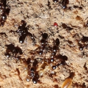 Stigmacros sp. (genus) at Downer, ACT - 27 Apr 2021