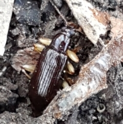 Alleculinae sp. (Subfamily) at Downer, ACT - 27 Apr 2021