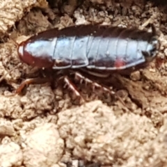 Blattidae sp. (family) (Unidentified blattid cockroach) at Molonglo Valley, ACT - 27 Apr 2021 by trevorpreston