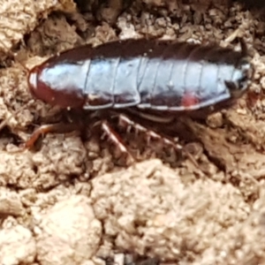 Blattidae sp. (family) at Molonglo Valley, ACT - 27 Apr 2021