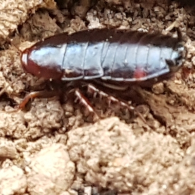 Unidentified Cockroach (Blattodea, several families) at Black Mountain - 27 Apr 2021 by trevorpreston