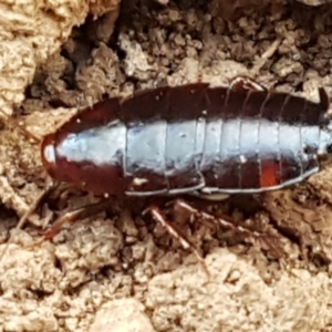 Blattidae sp. (family) at Molonglo Valley, ACT - 27 Apr 2021