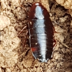 Blattidae sp. (family) at Molonglo Valley, ACT - 27 Apr 2021