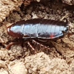 Blattidae sp. (family) at Molonglo Valley, ACT - 27 Apr 2021