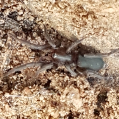 Gnaphosidae (family) (Ground spider) at Black Mountain - 27 Apr 2021 by trevorpreston