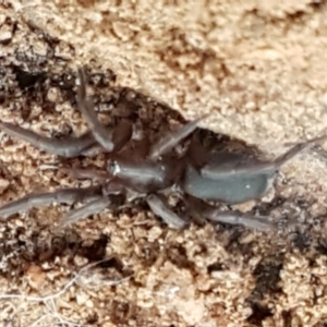 Gnaphosidae (family) at Downer, ACT - 27 Apr 2021