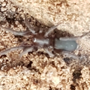 Gnaphosidae (family) at Downer, ACT - 27 Apr 2021