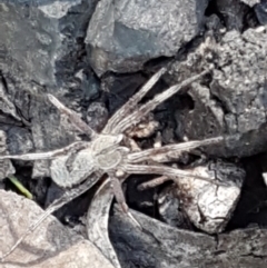 Argoctenus sp. (genus) (Wandering ghost spider) at Downer, ACT - 27 Apr 2021 by trevorpreston