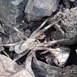 Argoctenus sp. (genus) at Downer, ACT - 27 Apr 2021