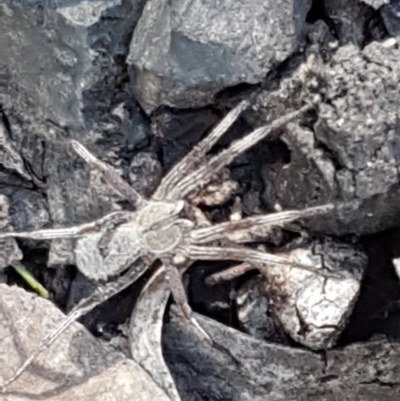 Argoctenus sp. (genus) (Wandering ghost spider) at Point 4762 - 27 Apr 2021 by trevorpreston