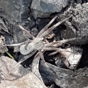 Argoctenus sp. (genus) at Downer, ACT - 27 Apr 2021