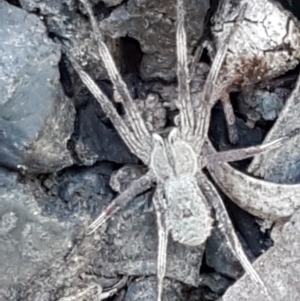 Argoctenus sp. (genus) at Downer, ACT - 27 Apr 2021