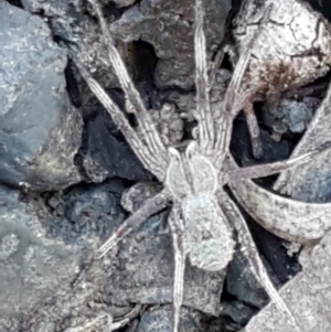 Argoctenus sp. (genus) at Downer, ACT - 27 Apr 2021 10:44 AM