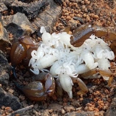 Urodacus manicatus (Black Rock Scorpion) at Downer, ACT - 27 Apr 2021 by trevorpreston