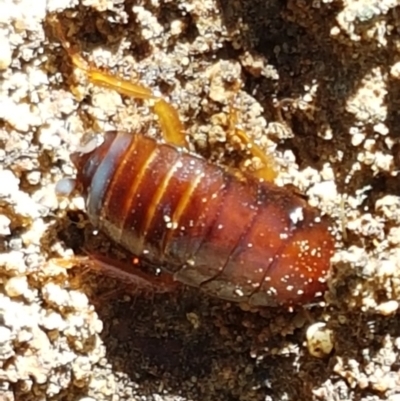 Unidentified Cockroach (Blattodea, several families) at Black Mountain - 27 Apr 2021 by trevorpreston