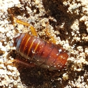 Blattidae sp. (family) at Downer, ACT - 27 Apr 2021