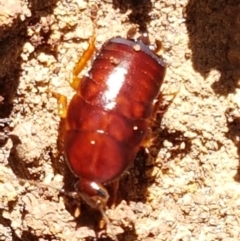 Blattidae sp. (family) at Downer, ACT - 27 Apr 2021