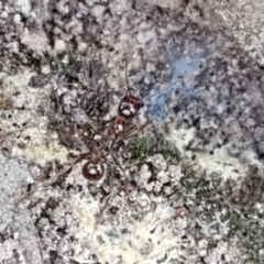 Aphaenogaster longiceps (Funnel ant) at Downer, ACT - 27 Apr 2021 by trevorpreston