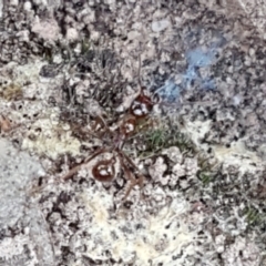 Aphaenogaster longiceps at Downer, ACT - 27 Apr 2021