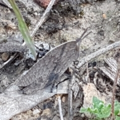 Goniaea sp. (genus) (A gumleaf grasshopper) at Black Mountain - 27 Apr 2021 by trevorpreston