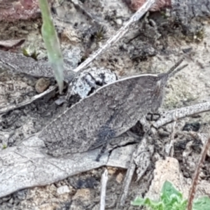 Goniaea sp. (genus) at Downer, ACT - 27 Apr 2021 11:01 AM