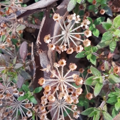 Pomax umbellata (A Pomax) at Downer, ACT - 27 Apr 2021 by trevorpreston