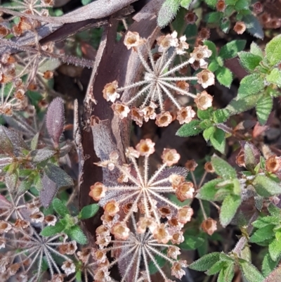 Pomax umbellata (A Pomax) at Black Mountain - 27 Apr 2021 by trevorpreston