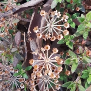 Pomax umbellata at Downer, ACT - 27 Apr 2021