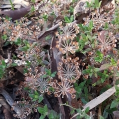 Pomax umbellata at Downer, ACT - 27 Apr 2021