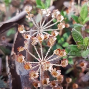 Pomax umbellata at Downer, ACT - 27 Apr 2021