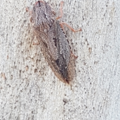 Stenocotis sp. (genus) (A Leafhopper) at Black Mountain - 27 Apr 2021 by trevorpreston
