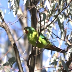 Lathamus discolor (Swift Parrot) at Callum Brae - 26 Apr 2021 by davidcunninghamwildlife