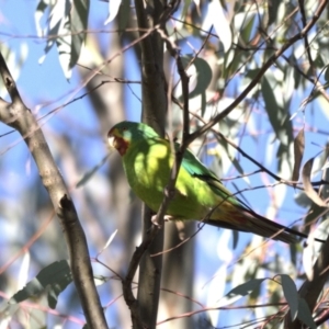 Lathamus discolor at Symonston, ACT - suppressed