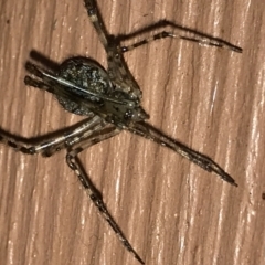 Cryptachaea gigantipes (White porch spider) at QPRC LGA - 25 Apr 2021 by LyndalT