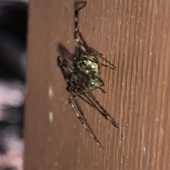 Cryptachaea gigantipes at Greenleigh, NSW - 25 Apr 2021