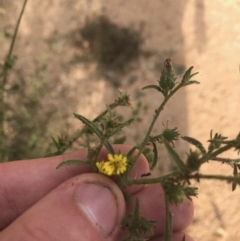 Dittrichia graveolens (Stinkwort) at Campbell, ACT - 7 Apr 2021 by Tapirlord