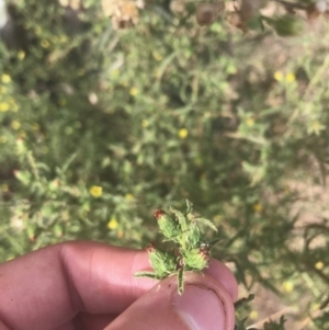 Dittrichia graveolens at Campbell, ACT - 7 Apr 2021