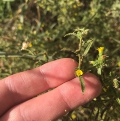 Dittrichia graveolens at Campbell, ACT - 7 Apr 2021 03:10 PM