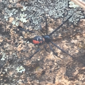 Latrodectus hasselti at Campbell, ACT - 7 Apr 2021