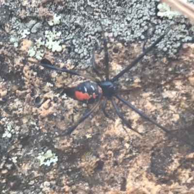 Latrodectus hasselti (Redback Spider) at Mount Ainslie - 7 Apr 2021 by Tapirlord