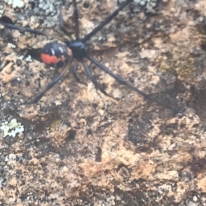 Latrodectus hasselti at Campbell, ACT - 7 Apr 2021