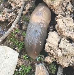 Deroceras laeve (Marsh Slug) at Campbell, ACT - 7 Apr 2021 by Tapirlord