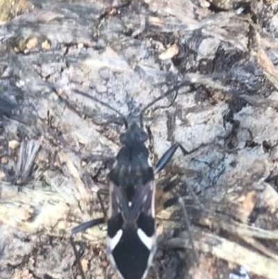 Dieuches sp. (genus) (Black and White Seed Bug) at Campbell, ACT - 7 Apr 2021 by Tapirlord