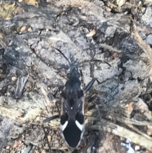 Dieuches sp. (genus) at Campbell, ACT - 7 Apr 2021 03:26 PM