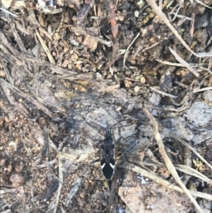 Dieuches sp. (genus) at Campbell, ACT - 7 Apr 2021